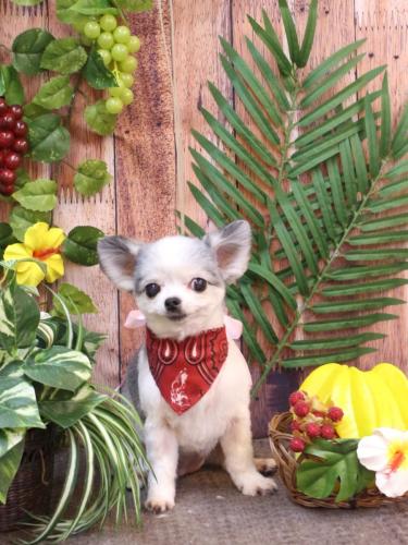 20230812ももちゃん